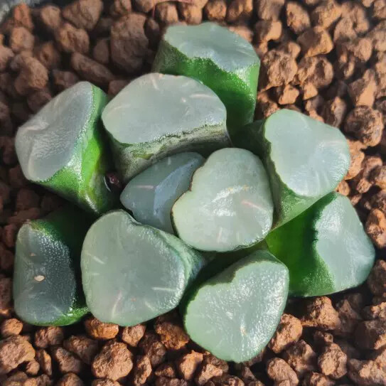 3-4CM 1PCS Seedling Cactus Live Plants Haworthia Maughanii Buddhism Beautiful Rare Succulent Plants Seedling