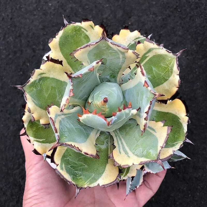 7-8cm 1PCS Seedling Cactus Live Plants Agave Isthmensis Variegated Beautiful Rare Garden Succulent Plants
