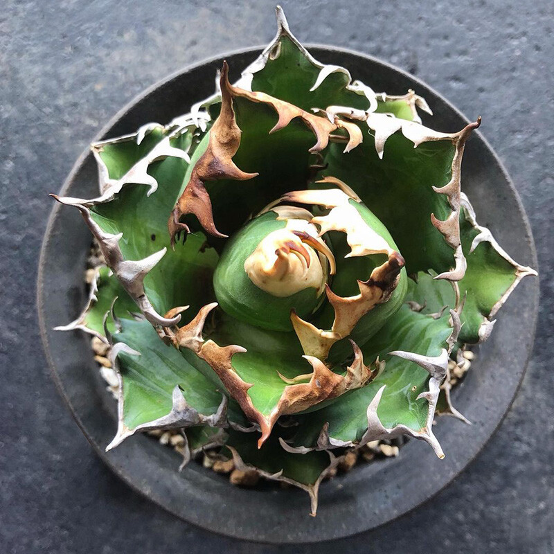 8-10cm 1PCS Seedling Cactus Live Plants Agave Redcat Weazle Beautiful Garden Rare Succulent Plants Planting Agave