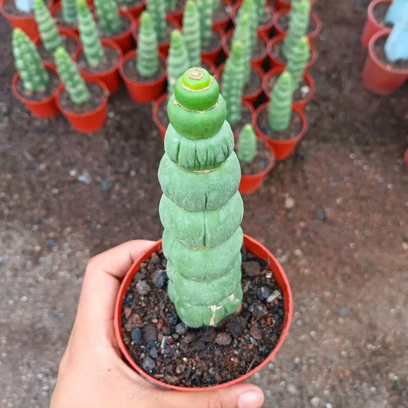 8-10cm Seedling Cactus Live Plants Eulychnia castanea Beautiful Garden Succulent Plants