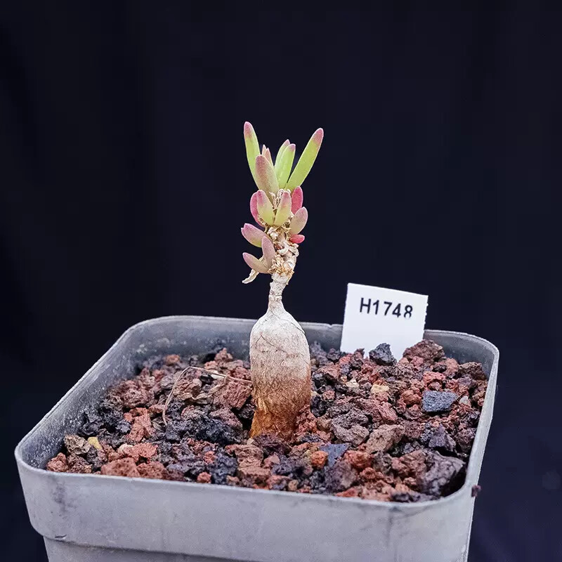 4-5cm 1PCS Cactus Live Plants Delosperma Beautiful Rare Garden Succulent Cactus Plants