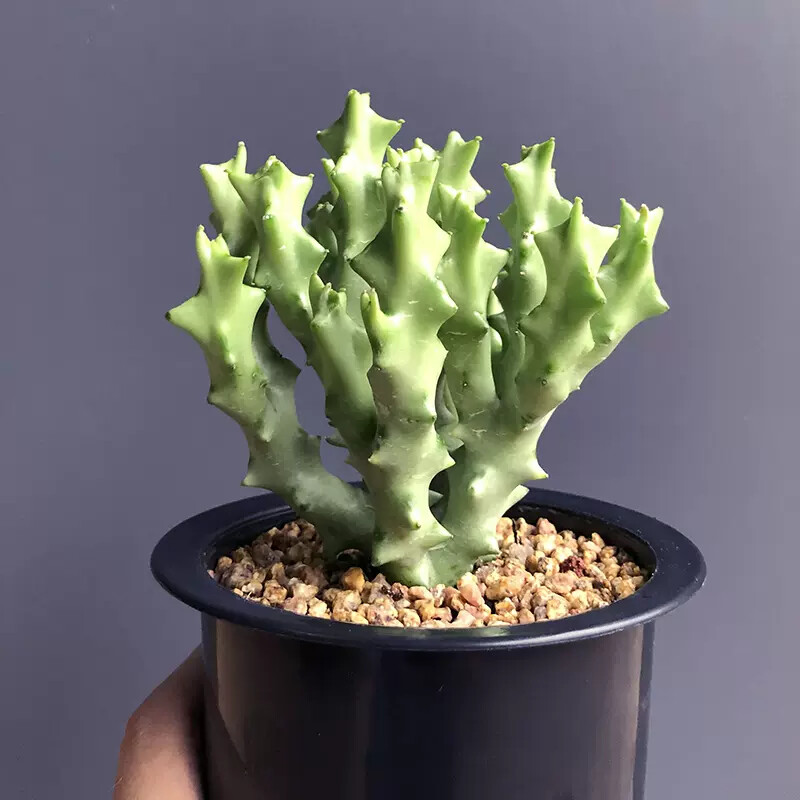 8-10cm Multiple Heads Cactus Live Plants Caralluma Socotrana Beautiful Succulent Garden Plants