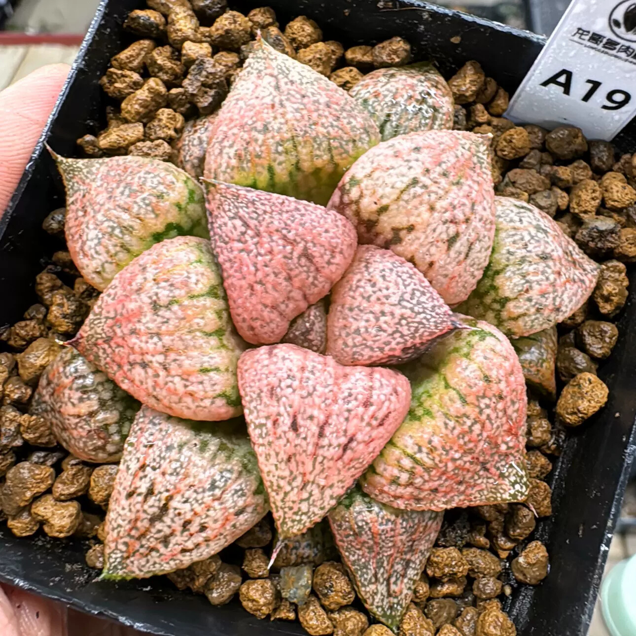4-6cm Seedling Cactus Live Plants Haworthia Emelyae Var. Emelyae Poelln Beautiful Rare Garden