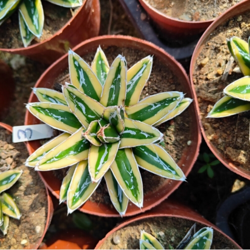 7-8cm Seedling Cactus Live Plant Agave victoriae-reginae Kizan Beautiful Garden plants