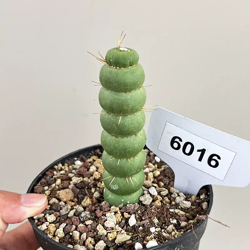 8-10cm Seedling Cactus Live Plants Eulychnia castanea Beautiful Garden Succulent Plants