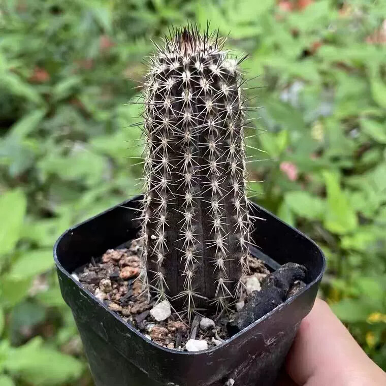 7-8cm Cactus Echinopsis Mirabilis Live Plants Beautiful Garden Succulent Plants Seedling
