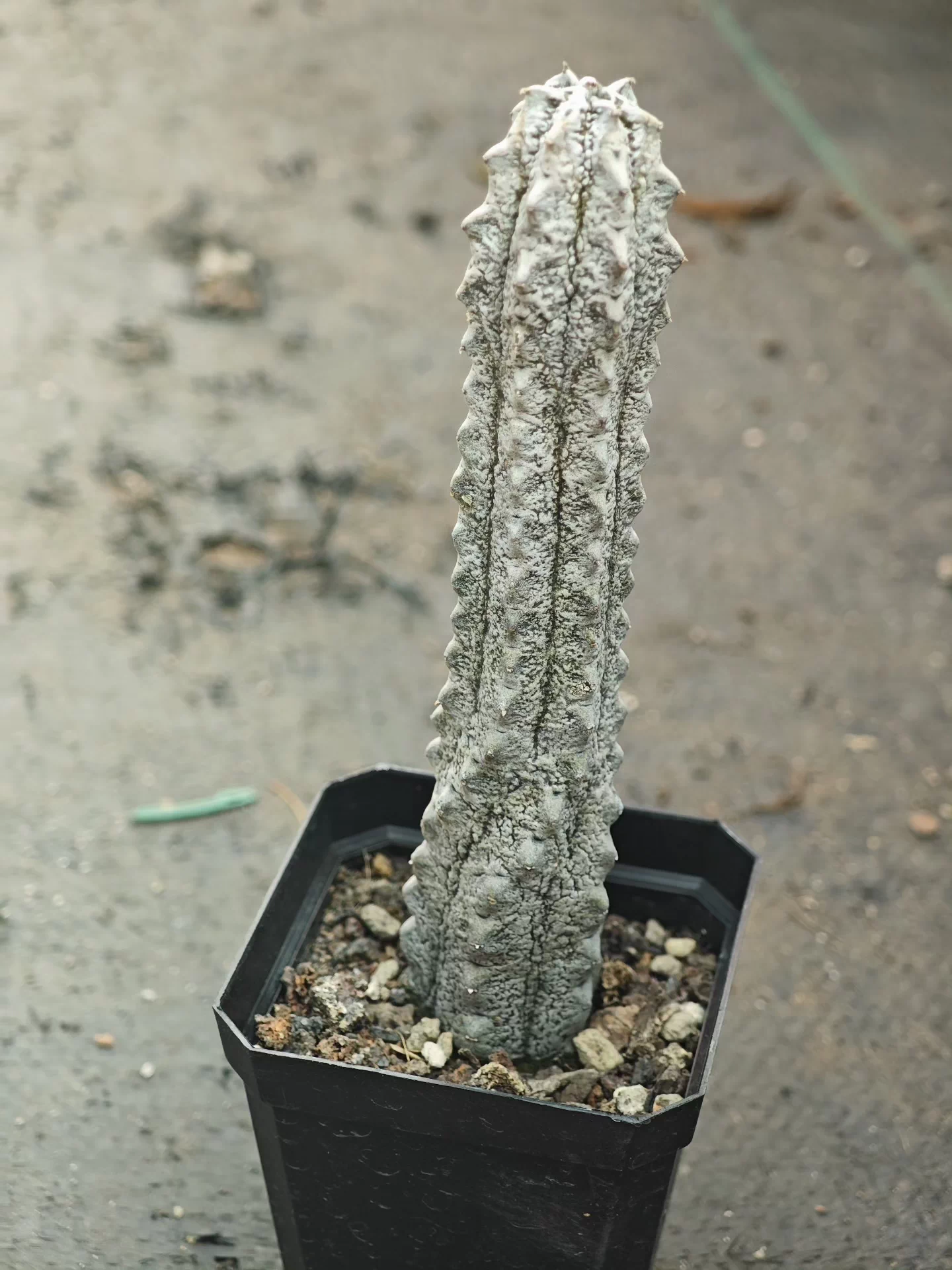 15cm Cactus Liave plants Euphorbia Abdelkuri Cactus Live Plants Beautiful Rare Garden Succulent Plants