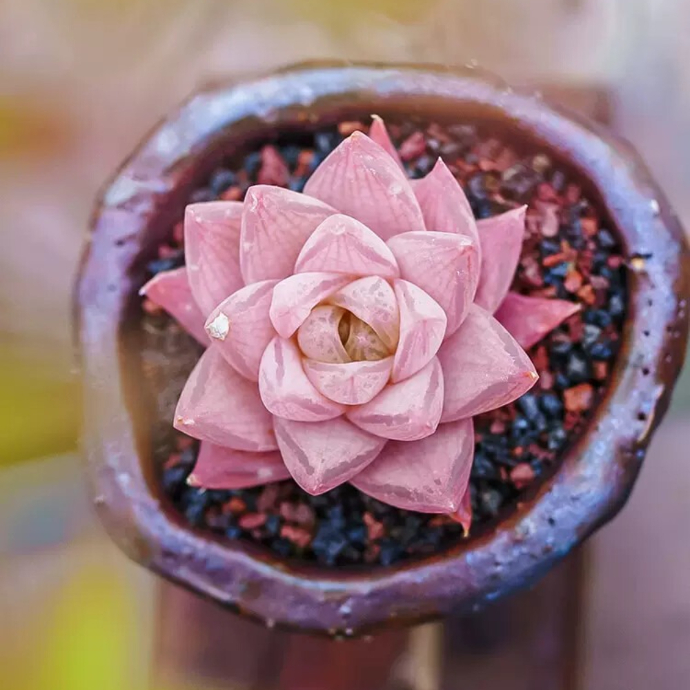 3-4cm 1PCS Seedling Cactus Live Plants Haworthia Rosea Beautiful Rare Garden Succulent Plants