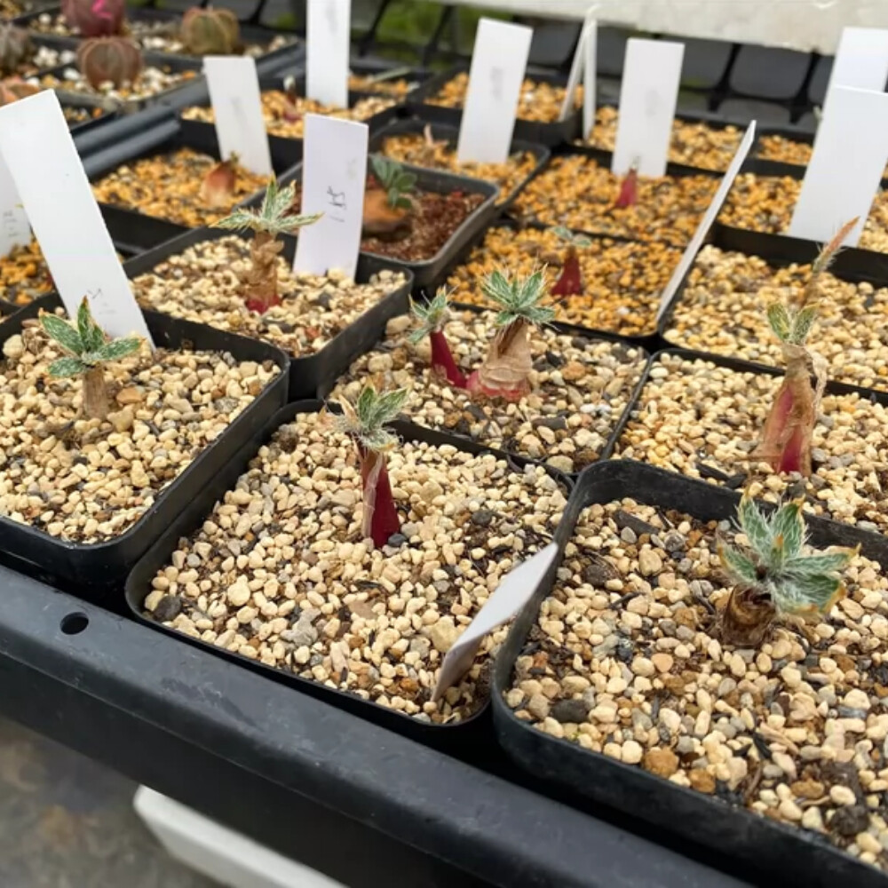 1.5-2cm Seedling Cactus Live Plants Gethyllis Barkerae Beautiful Garden Rare Tuber Succulent Plants