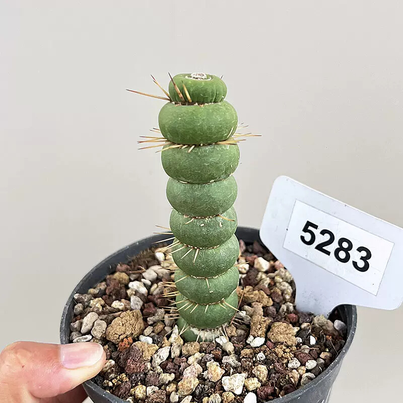 8-10cm Seedling Cactus Live Plants Eulychnia castanea Beautiful Garden Succulent Plants