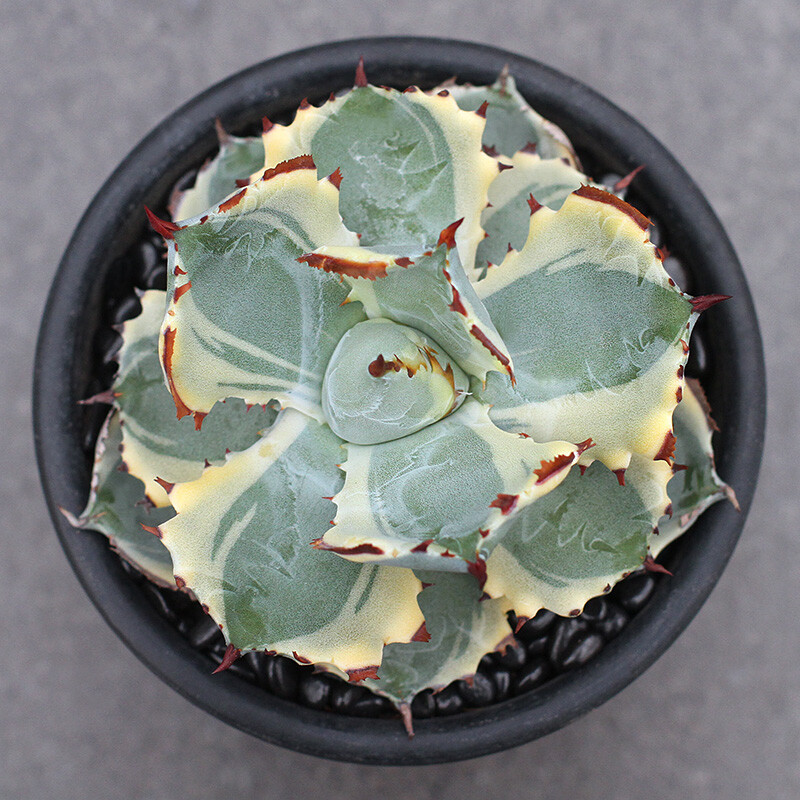 7-8cm 1PCS Seedling Cactus Live Plants Agave Isthmensis Variegated Beautiful Rare Garden Succulent Plants