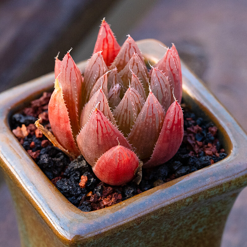 3-4CM Seedling Succulent Live Plant 1PCS Haworthia Cooperi Var. Leightonii Beautiful Rare Garden Cactus