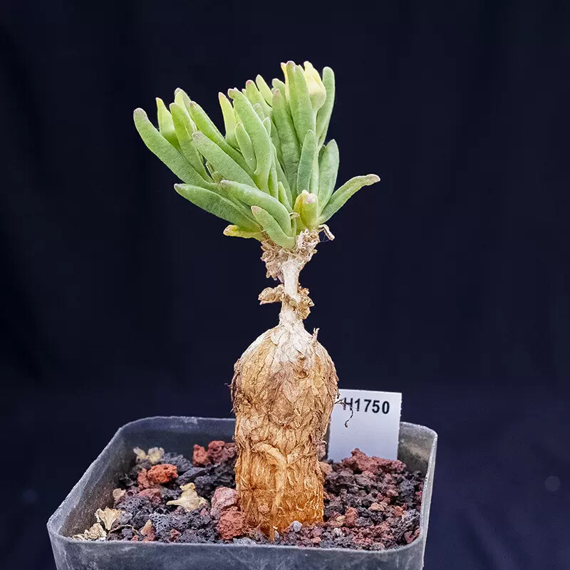 4-5cm 1PCS Cactus Live Plants Delosperma Beautiful Rare Garden Succulent Cactus Plants