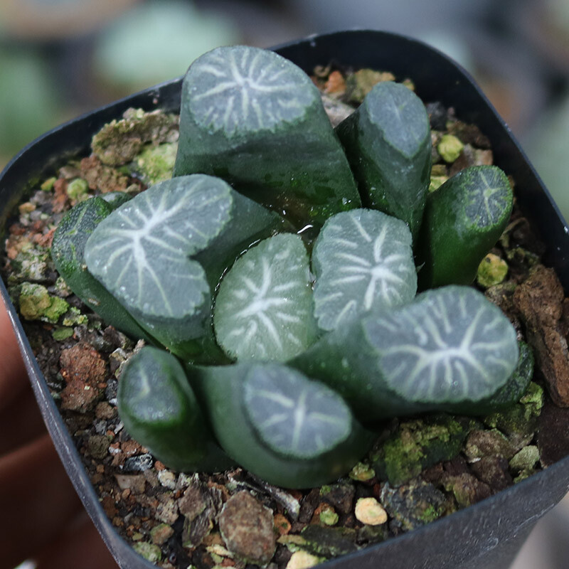 5cm Seedling Cactus Live Plants Haworthia Maughanii Hakucho Beautiful Garden Succulent Plants