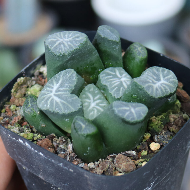 5cm Seedling Cactus Live Plants Haworthia Maughanii Hakucho Beautiful Garden Succulent Plants