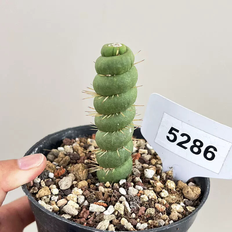 8-10cm Seedling Cactus Live Plants Eulychnia castanea Beautiful Garden Succulent Plants