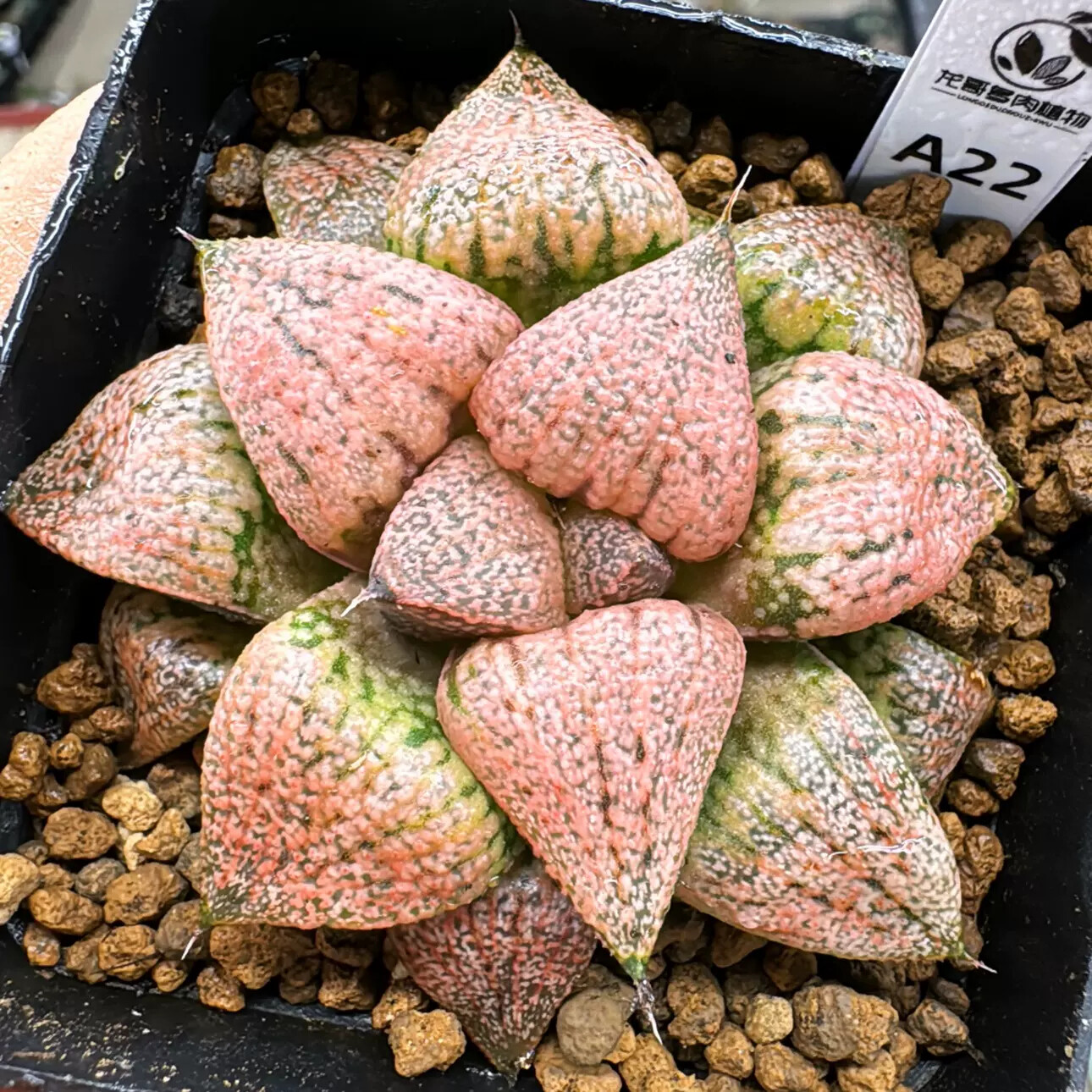 4-6cm Seedling Cactus Live Plants Haworthia Emelyae Var. Emelyae Poelln Beautiful Rare Garden