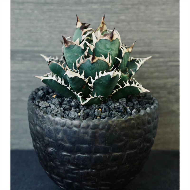 8-10cm 1PCS Seedling Cactus Live Plants Agave Redcat Weazle Beautiful Garden Rare Succulent Plants Planting Agave