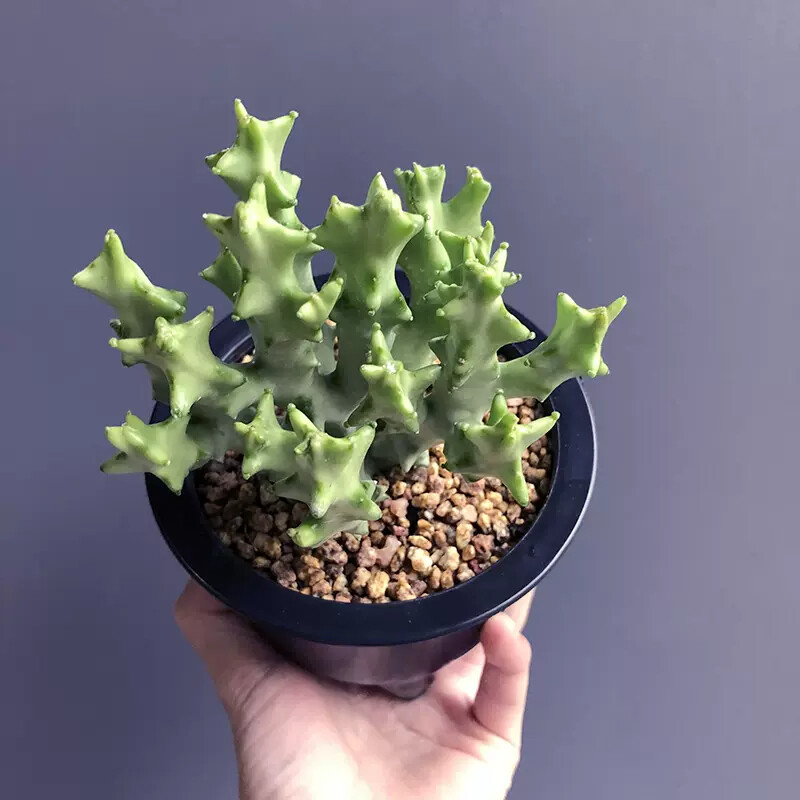 8-10cm Multiple Heads Cactus Live Plants Caralluma Socotrana Beautiful Succulent Garden Plants