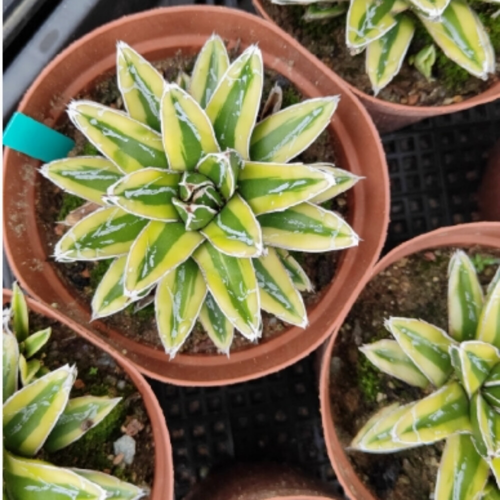 7-8cm Seedling Cactus Live Plant Agave victoriae-reginae Kizan Beautiful Garden plants