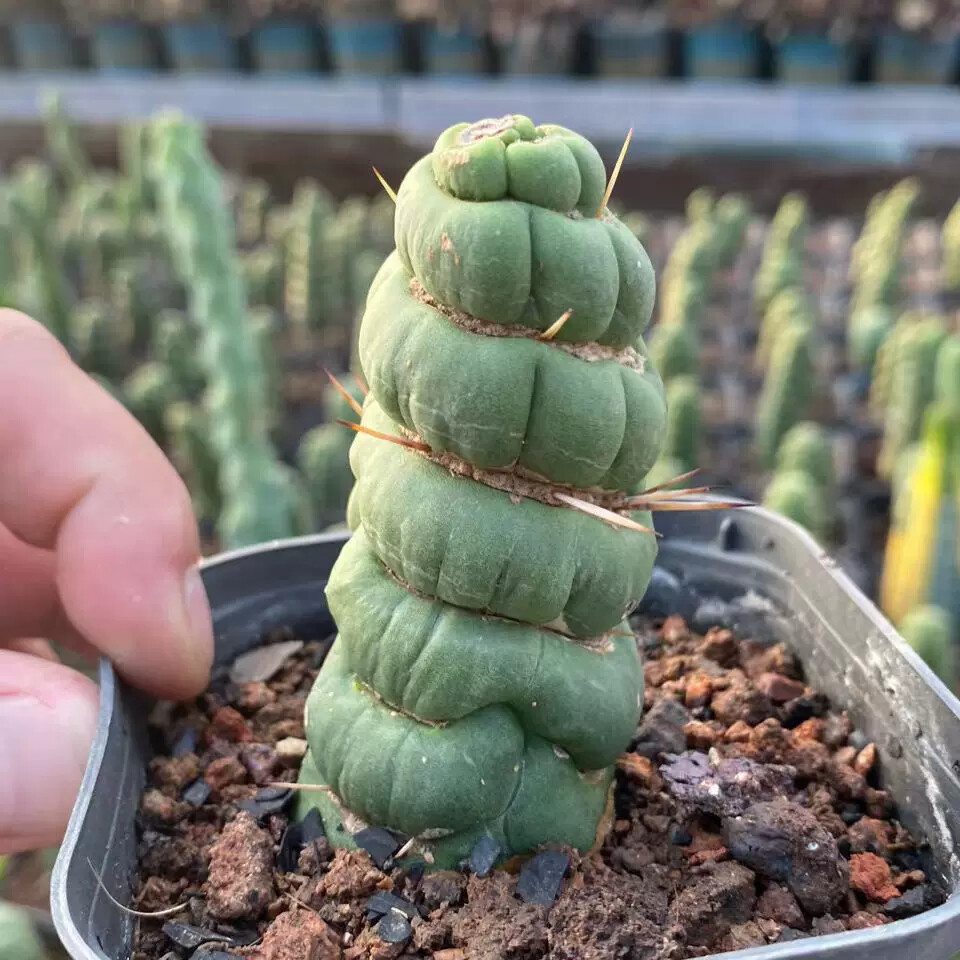 8-10cm Seedling Cactus Live Plants Eulychnia castanea Beautiful Garden Succulent Plants