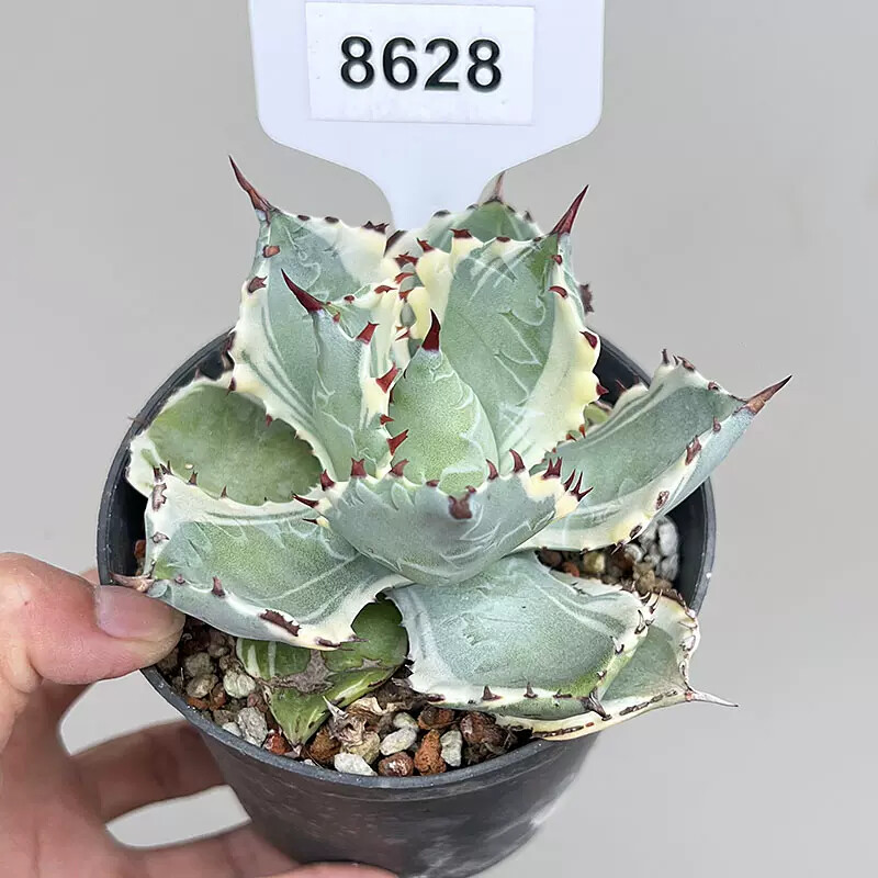 7-8cm 1PCS Seedling Cactus Live Plants Agave Isthmensis Variegated Beautiful Rare Garden Succulent Plants
