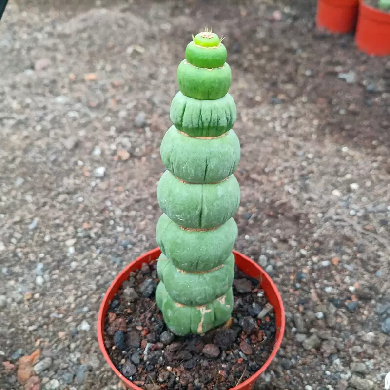 8-10cm Seedling Cactus Live Plants Eulychnia castanea Beautiful Garden Succulent Plants