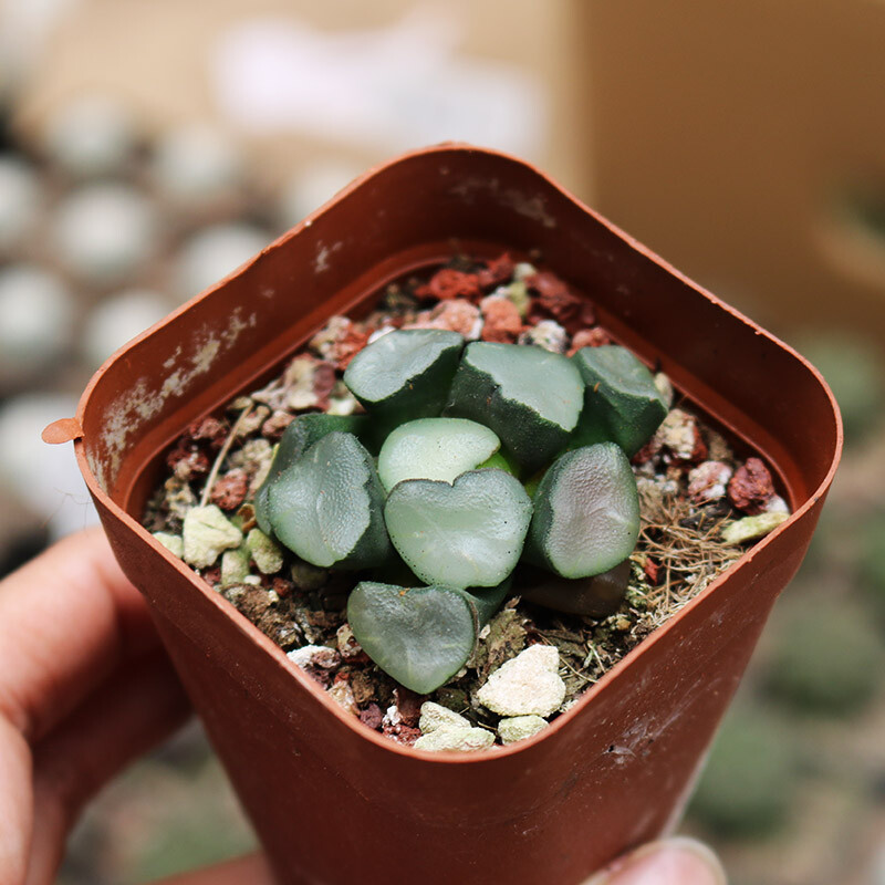 3-4CM 1PCS Seedling Cactus Live Plants Haworthia Maughanii Buddhism Beautiful Rare Succulent Plants Seedling