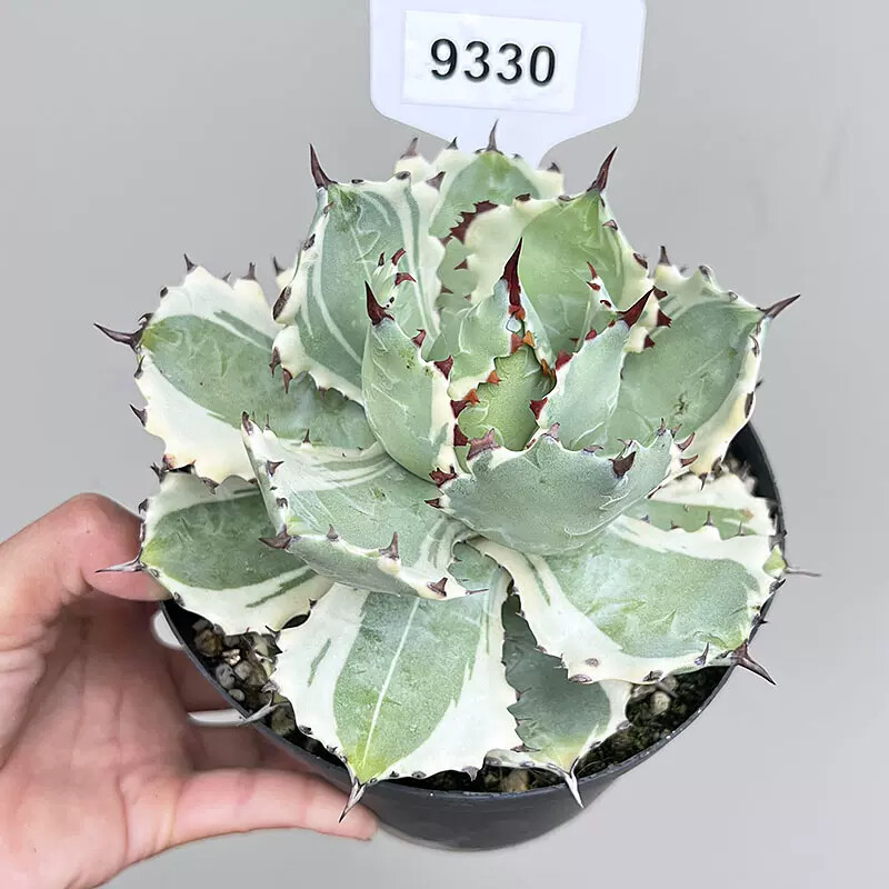 7-8cm 1PCS Seedling Cactus Live Plants Agave Isthmensis Variegated Beautiful Rare Garden Succulent Plants