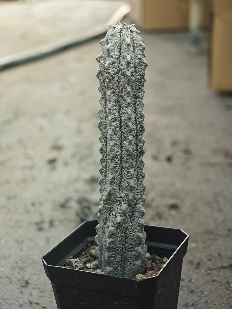 15cm Cactus Liave plants Euphorbia Abdelkuri Cactus Live Plants Beautiful Rare Garden Succulent Plants