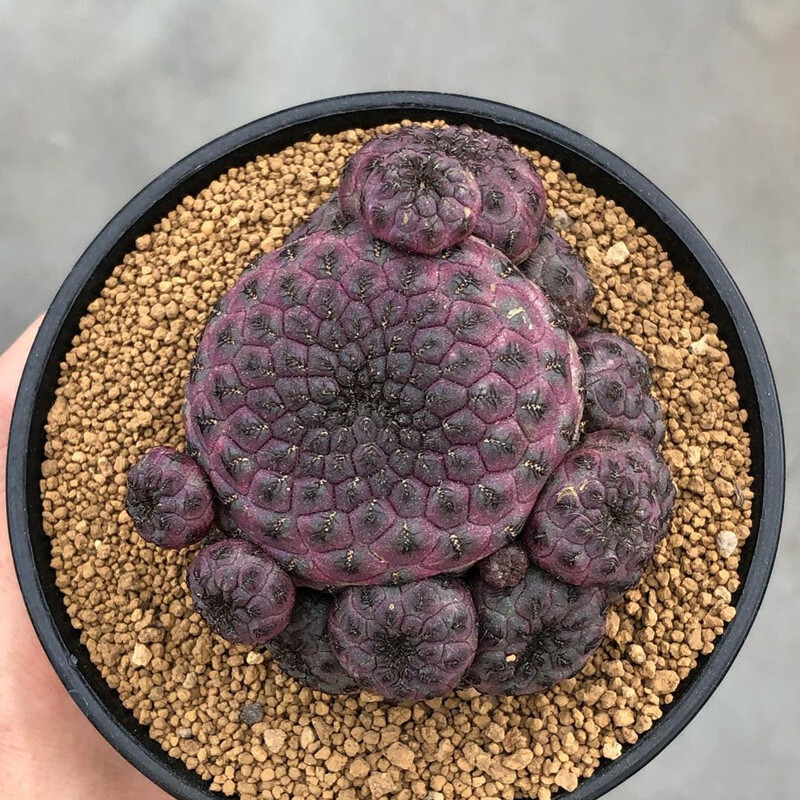 6CM 1PCS Cactus Live Plants Rebutia Rauschii Zecher Beautiful Rare Garden Cactus Succulent Plants