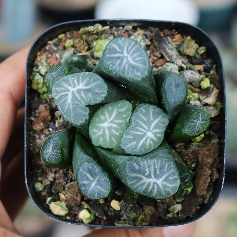 5cm Seedling Cactus Live Plants Haworthia Maughanii Hakucho Beautiful Garden Succulent Plants