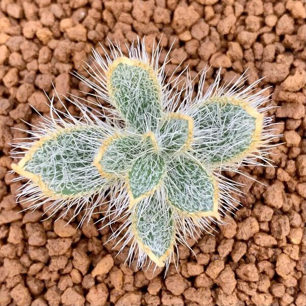 1.5-2cm Seedling Cactus Live Plants Gethyllis Barkerae Beautiful Garden Rare Tuber Succulent Plants
