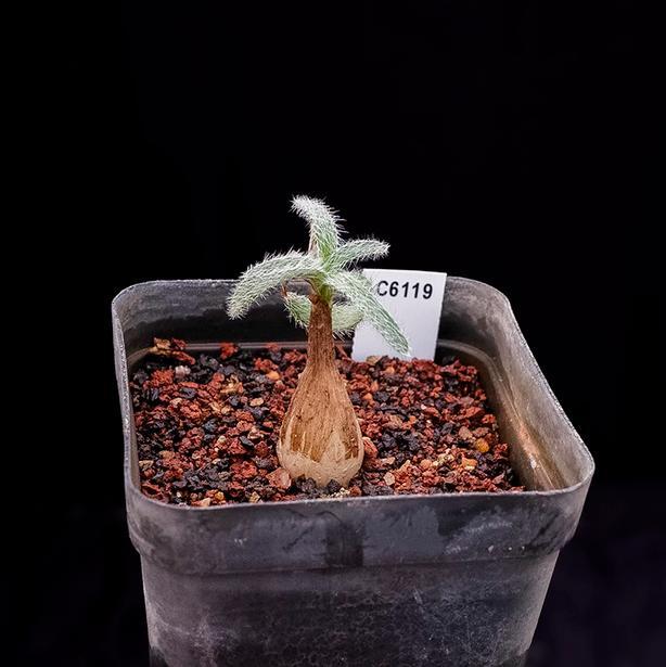 1.5-2cm Seedling Cactus Live Plants Gethyllis Barkerae Beautiful Garden Rare Tuber Succulent Plants