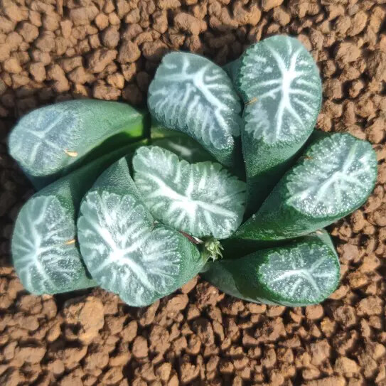 5cm Seedling Cactus Live Plants Haworthia Maughanii Hakucho Beautiful Garden Succulent Plants