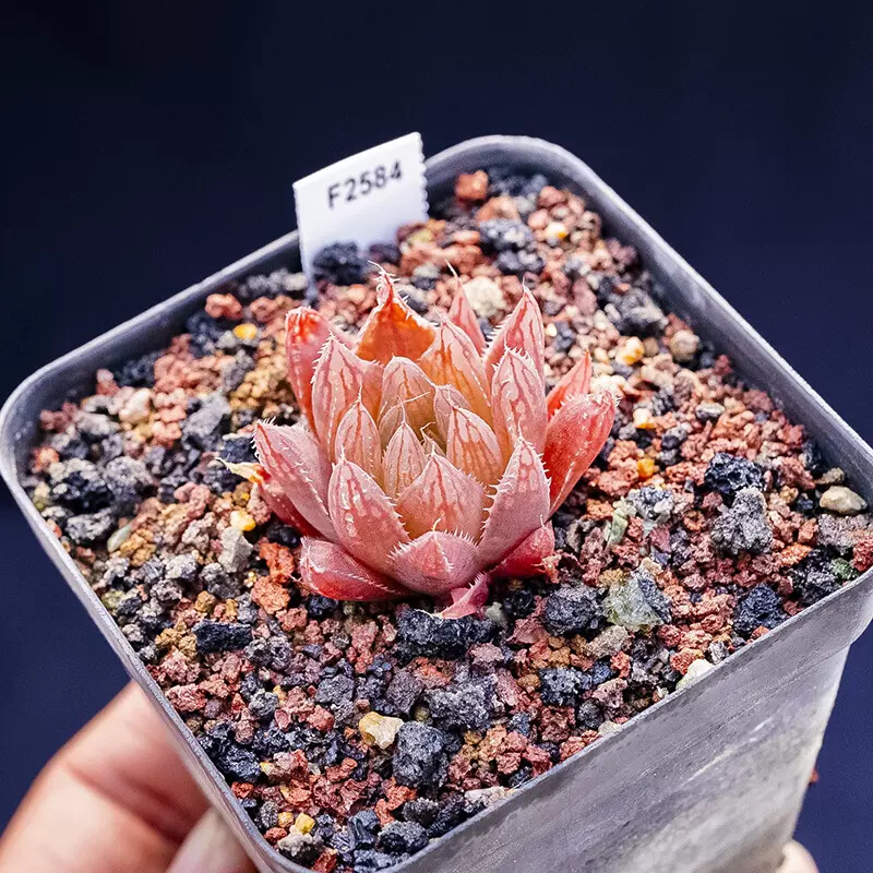 3-4CM Seedling Succulent Live Plant 1PCS Haworthia Cooperi Var. Leightonii Beautiful Rare Garden Cactus