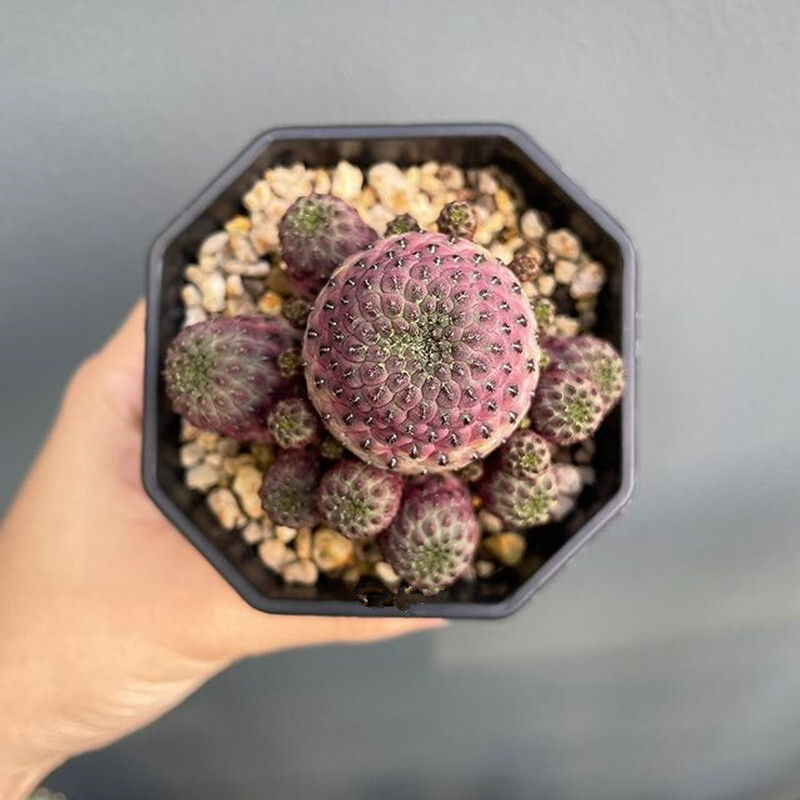 6CM 1PCS Cactus Live Plants Rebutia Rauschii Zecher Beautiful Rare Garden Cactus Succulent Plants