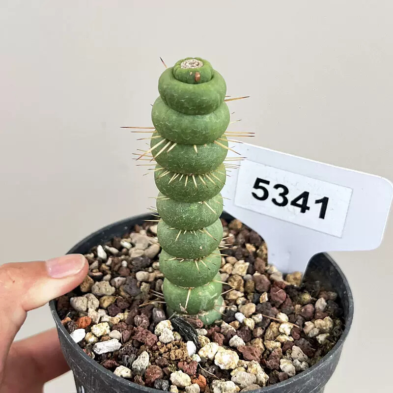 8-10cm Seedling Cactus Live Plants Eulychnia castanea Beautiful Garden Succulent Plants