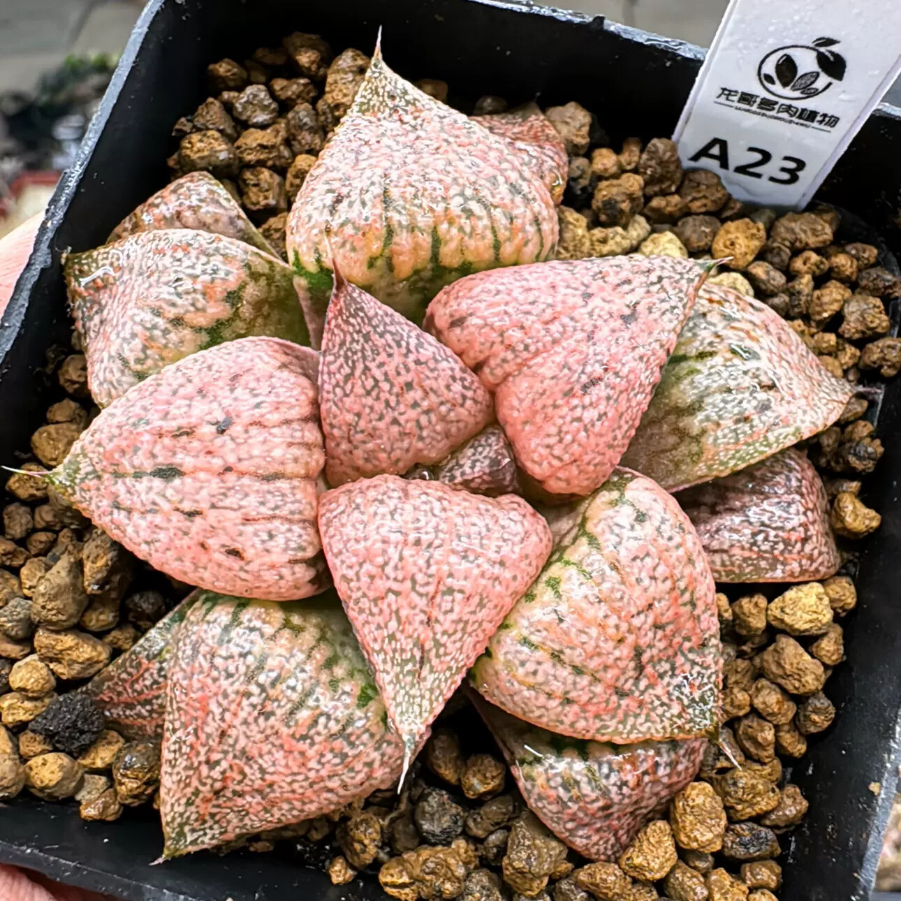 4-6cm Seedling Cactus Live Plants Haworthia Emelyae Var. Emelyae Poelln Beautiful Rare Garden