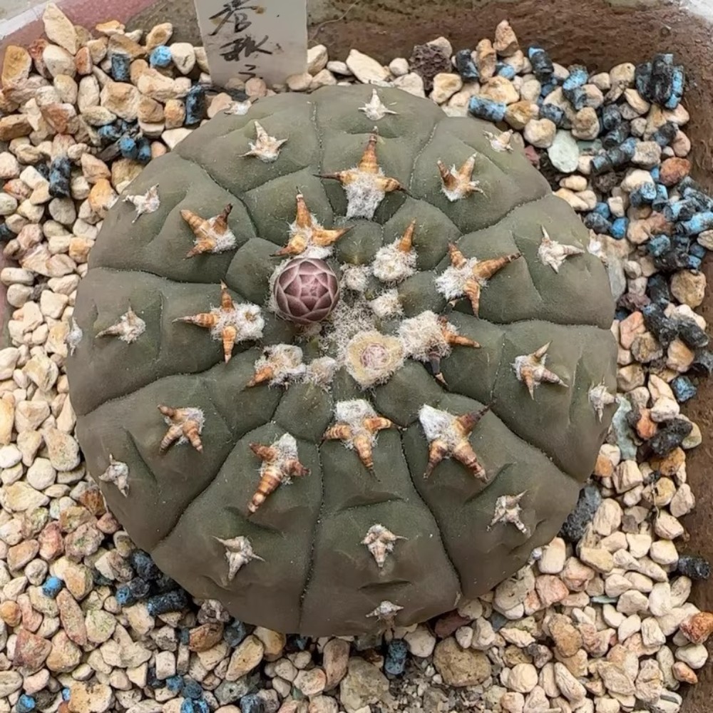 6-7cm 1PCS Cactis plants Gymnocalycium Vatteri Beautiful Garden Rare Planting Seedling