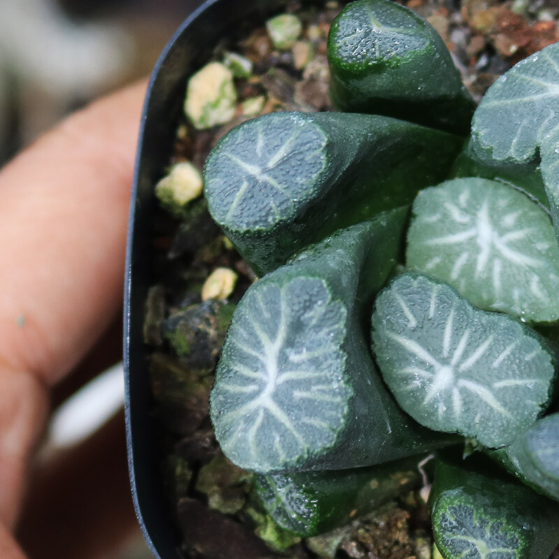 5cm Seedling Cactus Live Plants Haworthia Maughanii Hakucho Beautiful Garden Succulent Plants