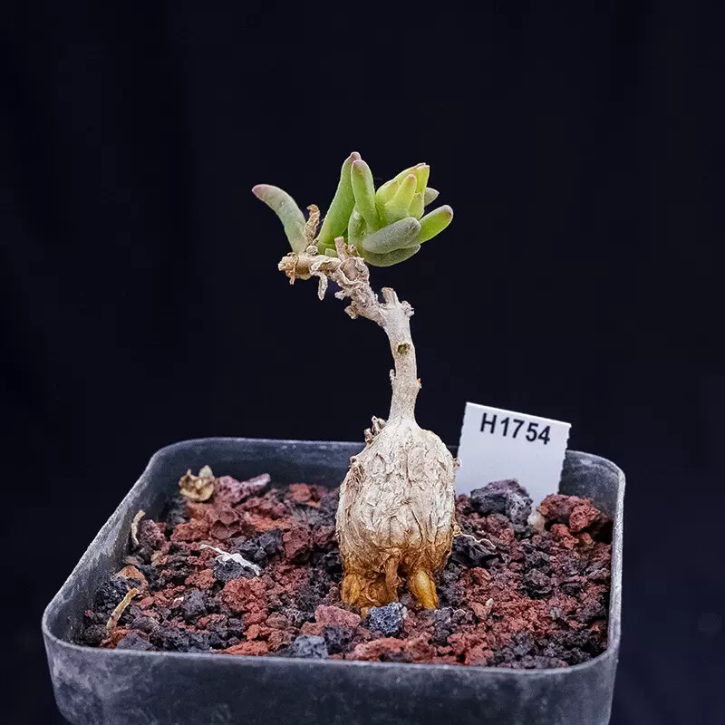 4-5cm 1PCS Cactus Live Plants Delosperma Beautiful Rare Garden Succulent Cactus Plants