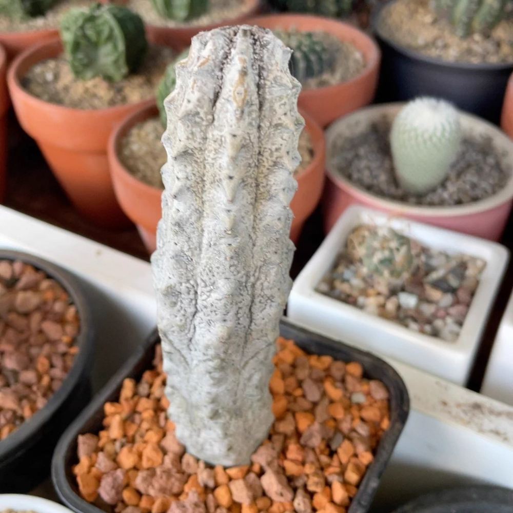 15cm Cactus Liave plants Euphorbia Abdelkuri Cactus Live Plants Beautiful Rare Garden Succulent Plants