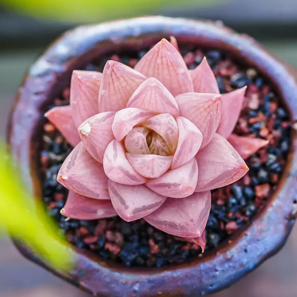 3-4cm 1PCS Seedling Cactus Live Plants Haworthia Rosea Beautiful Rare Garden Succulent Plants