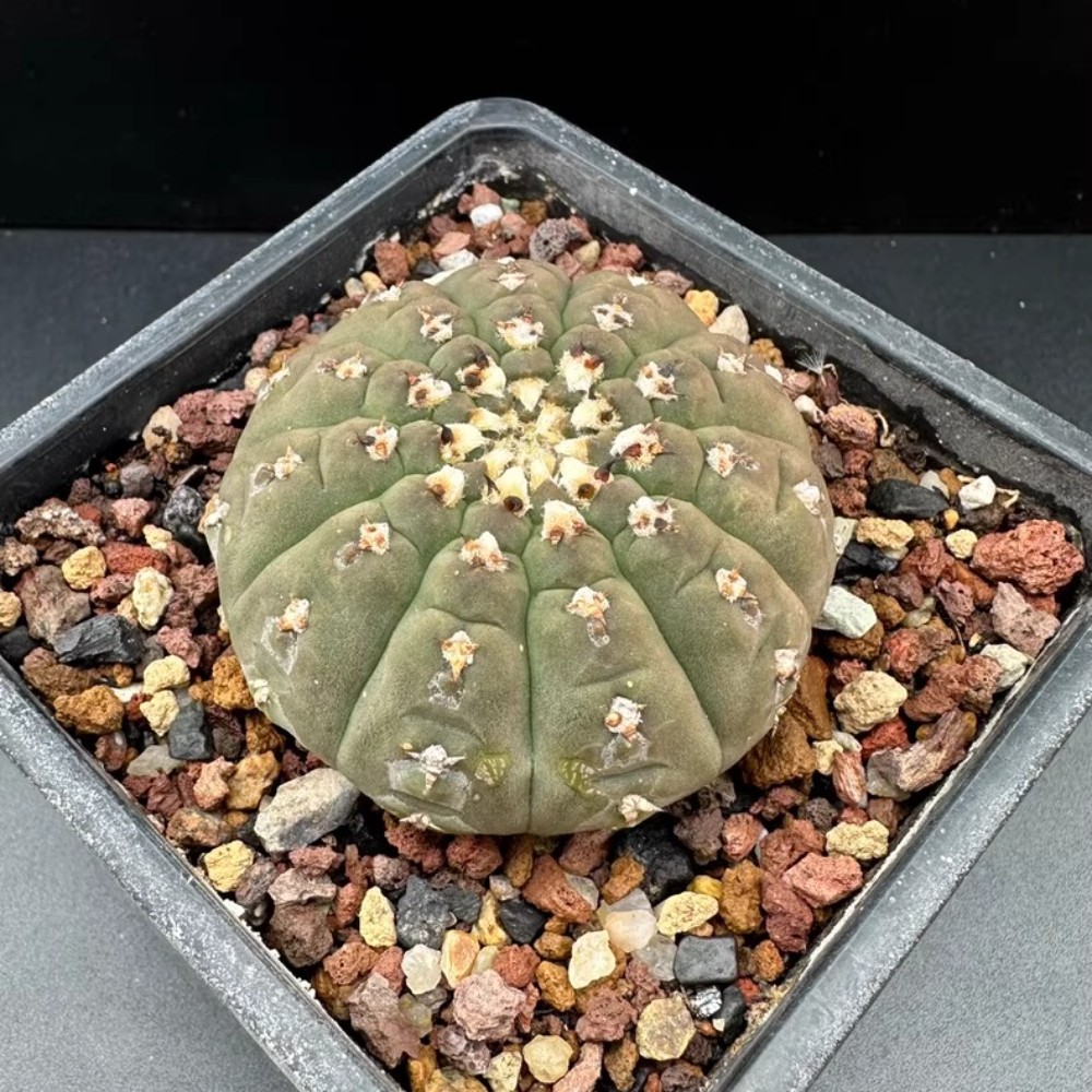 6-7cm 1PCS Cactis plants Gymnocalycium Vatteri Beautiful Garden Rare Planting Seedling