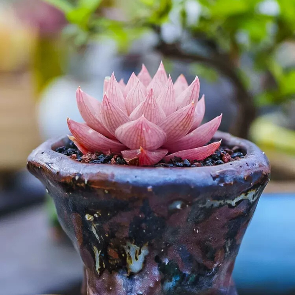 3-4cm 1PCS Seedling Cactus Live Plants Haworthia Rosea Beautiful Rare Garden Succulent Plants