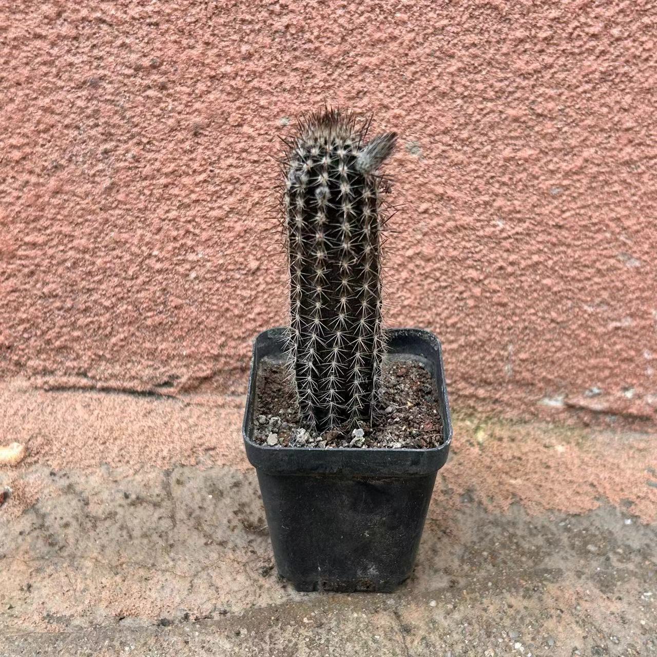 7-8cm Cactus Echinopsis Mirabilis Live Plants Beautiful Garden Succulent Plants Seedling