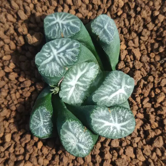 5cm Seedling Cactus Live Plants Haworthia Maughanii Hakucho Beautiful Garden Succulent Plants