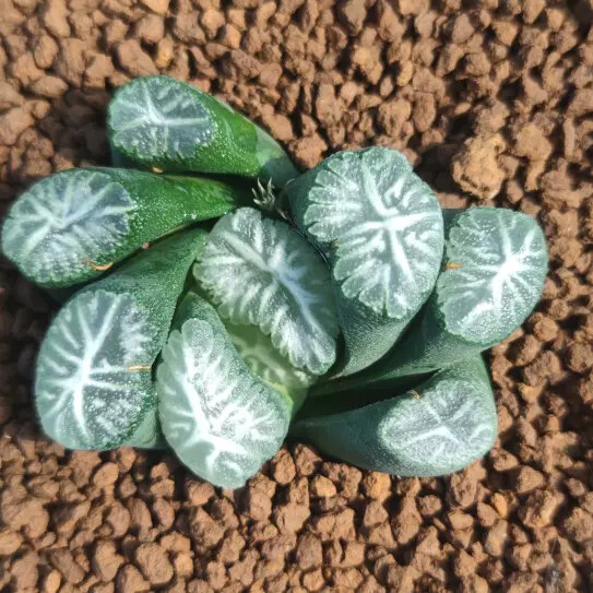 5cm Seedling Cactus Live Plants Haworthia Maughanii Hakucho Beautiful Garden Succulent Plants