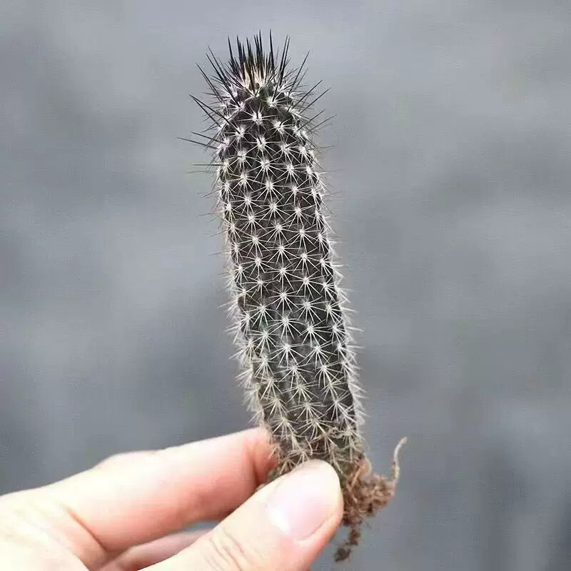 7-8cm Cactus Echinopsis Mirabilis Live Plants Beautiful Garden Succulent Plants Seedling